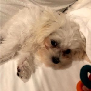 Meet your Posher, Amber